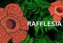 ऐसा अनोखा फूल जो खुशबू की जगह देता है भयानक बदबू! ऐसा अनोखा फूल जो खुशबू की जगह देता है भयानक बदबू!