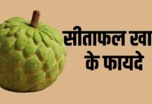 Benefits of Custard Apple: जानिए सीताफल के अनसुने फायदे जो आपकी सेहत के लिए है बहुत जरूरी Benefits of Custard Apple