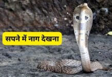 सपने में नाग देखना कोई सामान्य घटना नहीं, महत्वपूर्ण बदलाव का देता है संकेत सपने में नाग देखना