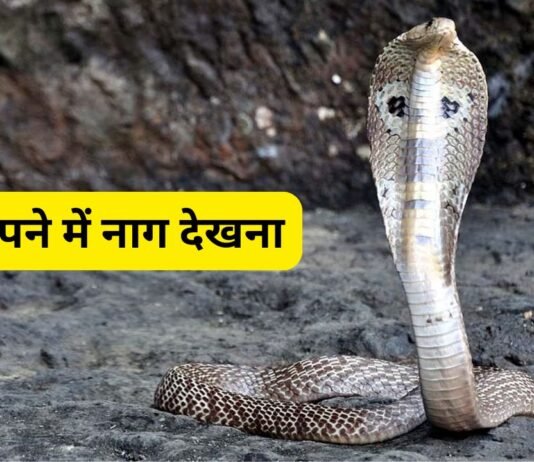 सपने में नाग देखना कोई सामान्य घटना नहीं, महत्वपूर्ण बदलाव का देता है संकेत सपने में नाग देखना