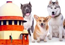 देश में बढ़ते डॉग अटैक और रेबीज से मौतों पर सुप्रीम कोर्ट सख्त, खुद लिया संज्ञान देश में बढ़ते डॉग अटैक और रेबीज से मौतों पर सुप्रीम कोर्ट सख्त, खुद लिया संज्ञान