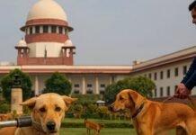 दिल्ली-एनसीआर में आवारा कुत्तों पर सुप्रीम कोर्ट का बड़ा फैसला, पूठ कला के सामाजिक कार्यकर्ताओं की पहल रंग लाई सुप्रीम कोर्ट आवारा कुत्ता