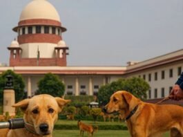 दिल्ली-एनसीआर में आवारा कुत्तों पर सुप्रीम कोर्ट का बड़ा फैसला, पूठ कला के सामाजिक कार्यकर्ताओं की पहल रंग लाई सुप्रीम कोर्ट आवारा कुत्ता