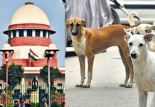 दिल्ली-NCR के कुत्तों को सुप्रीम कोर्ट से बड़ी राहत, अब सड़क के कुत्तों को नहीं किया जाएगा कैद आवारा कुत्ता