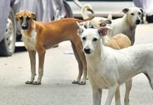 दिल्ली-NCR की सड़कों से हटेंगे आवारा कुत्ते? सर्वे में 71% लोगों ने क्या कहा? दिल्ली-NCR में कुत्तों पर आदेश