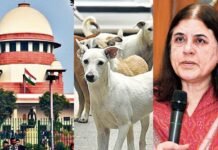 Supreme Court Decision on Stray Dogs: मेनका गांधी ने बताया बड़ा फैसला, अब कुत्तों को मिलेगा अधिकार Supreme Court Decision on Stray Dogs