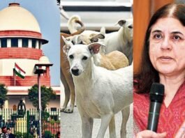 Supreme Court Decision on Stray Dogs: मेनका गांधी ने बताया बड़ा फैसला, अब कुत्तों को मिलेगा अधिकार Supreme Court Decision on Stray Dogs