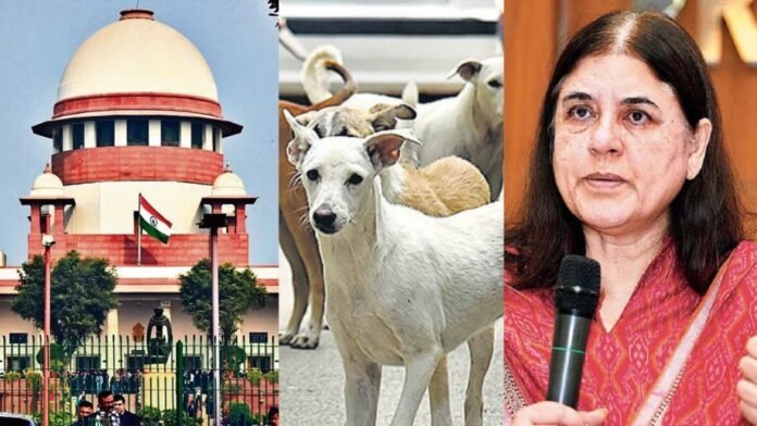 Supreme Court Decision on Stray Dogs