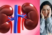 स्ट्रेस से किडनी पर पड़ता है गहरा असर, जानें कैसे रखें खुद को सुरक्षित स्ट्रेस से किडनी पर पड़ता है गहरा असर